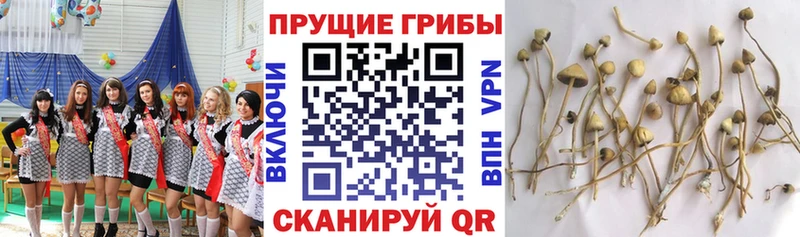 Купить Калач-на-Дону Галлюциногенные грибы Psilocybine cubensis
